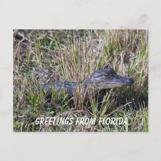 Baby Alligator Cute Nature Florida Personalize Vykort (Framsida)