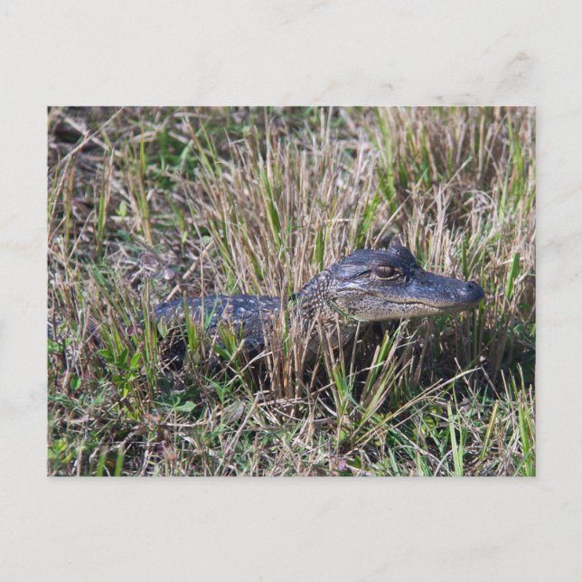 Baby Alligator Cute Nature Florida Vykort (Framsida)