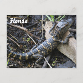 Baby Alligator i Florida-vykort Vykort