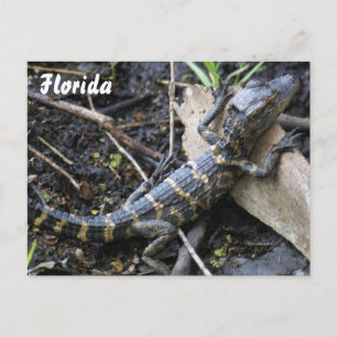 Baby Alligator i Florida-vykort Vykort