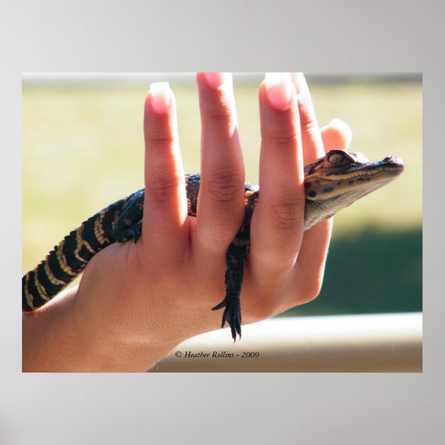 Baby Alligator Poster (Framsidan)