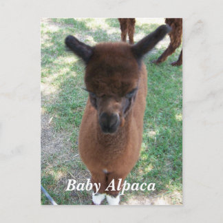 Baby Alpaca Gena Vykort