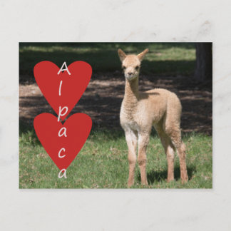 Baby alpaca kärlek vykort