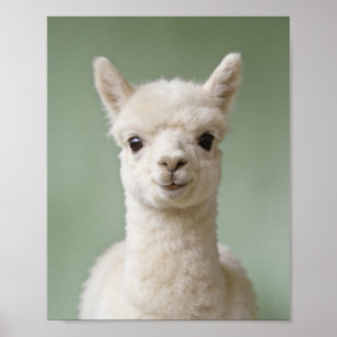 Baby Alpaca Porträtt – Söt Nursery Djur Väggkonst