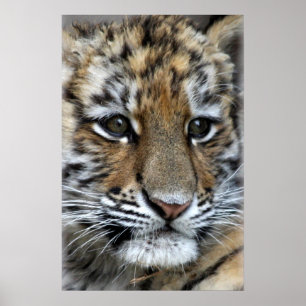 Baby Amur Tiger Unge Porträtt Poster