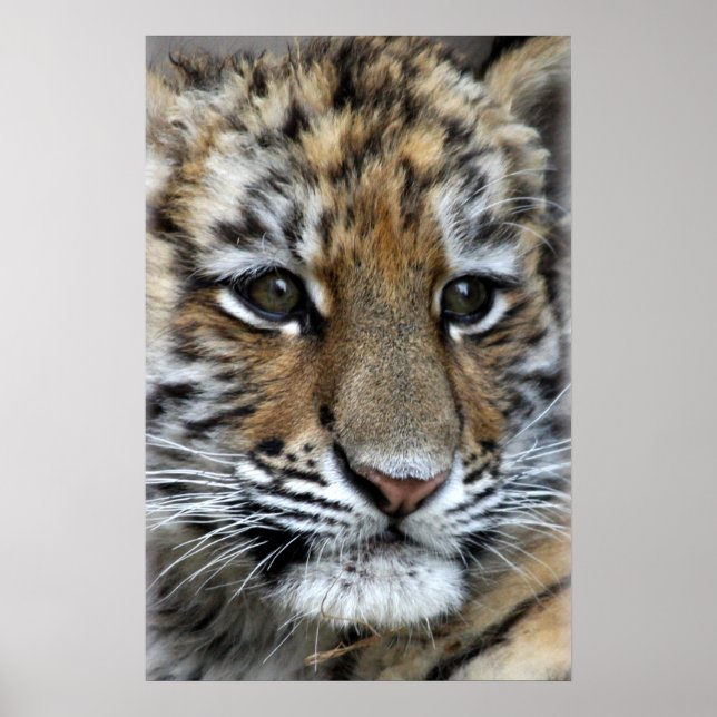 Baby Amur Tiger Unge Porträtt Poster (Framsidan)