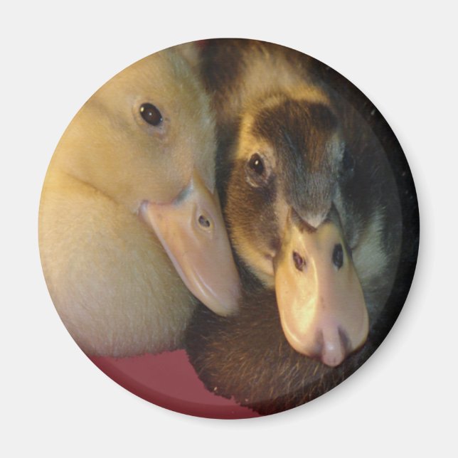 Baby Ancona Ankor Ducklings Animals Magnet (Framsidan)