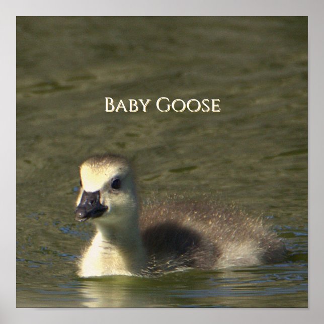 Baby Anka Foto Affisch (Framsidan)