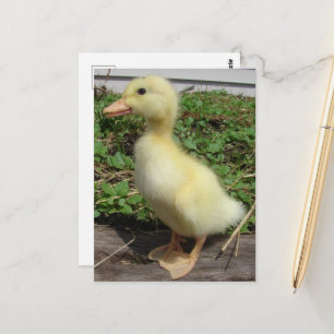 Baby Anka i fotot i Land Vykort