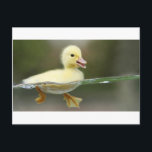 baby anka simmande söt vykort<br><div class="desc">http://www.zazzle.com/rottweilerpuppy*</div>