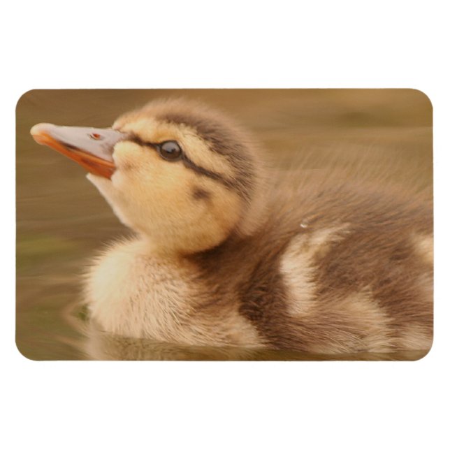 Baby Ankor Duckling Bird Wildlife Animals Mallard Magnet (Horisontell)