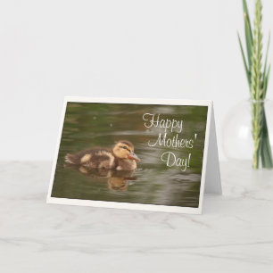 Baby Ankor Ducklings Animals Wildlife Mors dag Kort