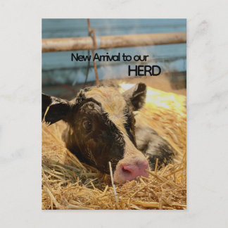 Baby Announcement Postcard Vykort