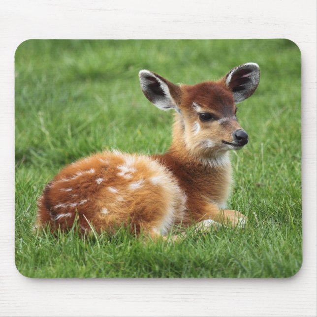 Baby Antelope Musmatta (Framsidan)