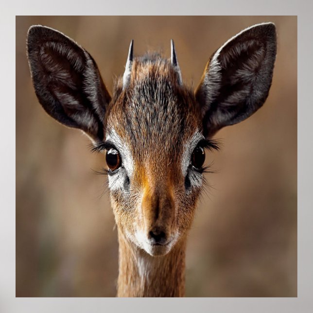 Baby Antelope Poster (Framsidan)
