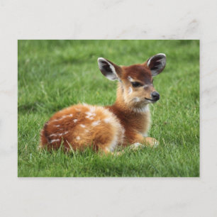 Baby Antelope Vykort