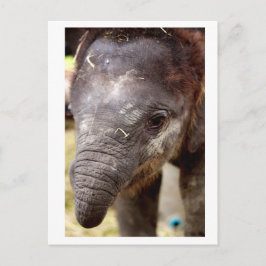 Baby Asian Elephant_03 Vykort