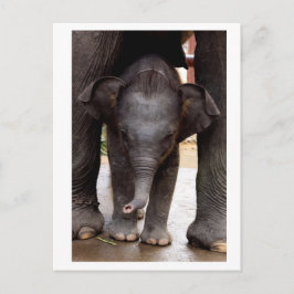Baby Asian Elephant Vykort