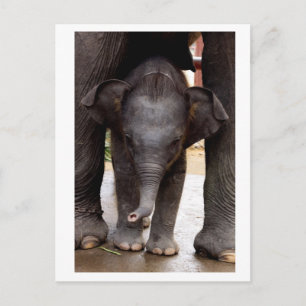 Baby Asian Elephant Vykort