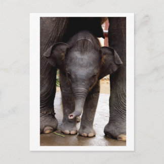 Baby Asian Elephant Vykort