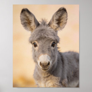 Baby åsna porträtt – Bondgårds Nursery Konst Poster