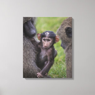 Baby baboon förs in i Pappa Canvastryck