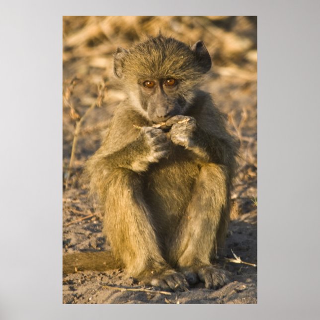 Baby Baboon Monkey Afrika sitta Poster (Framsidan)