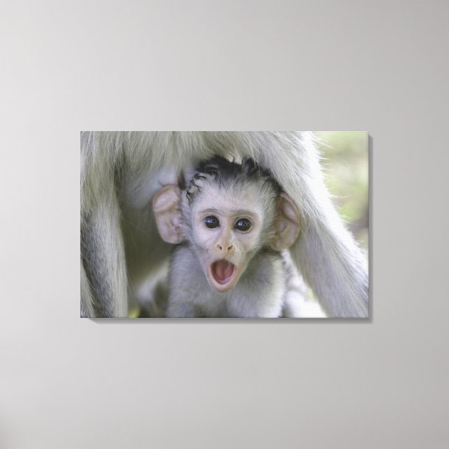 Baby baboon under mor canvastryck (Framsida)