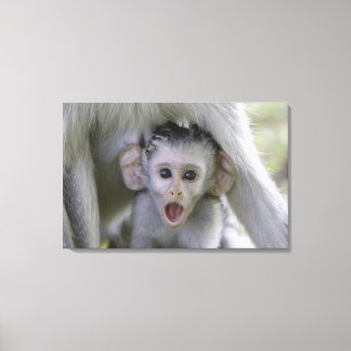 Baby baboon under mor canvastryck