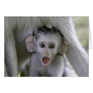 Baby baboon under mor hälsningskort