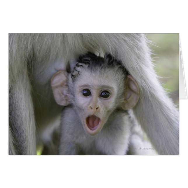 Baby baboon under mor hälsningskort (Framsidan Horizontal)
