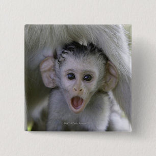 Baby baboon under mor knapp