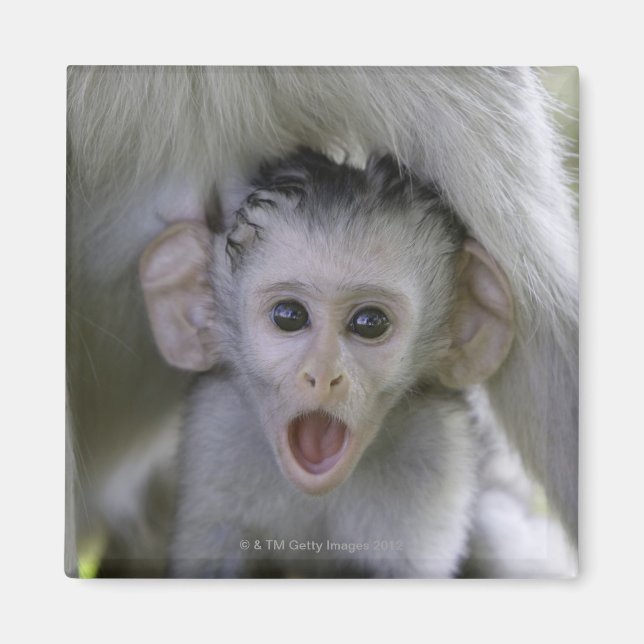 Baby baboon under mor magnet (Framsidan)