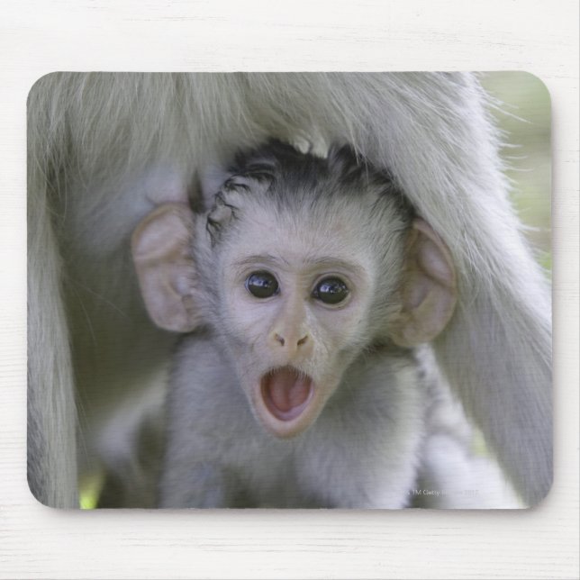 Baby baboon under mor musmatta (Framsidan)