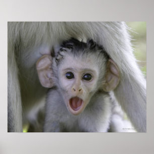 Baby baboon under mor poster