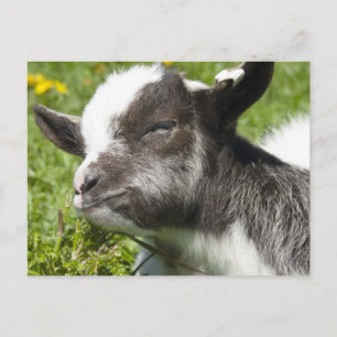Baby Bagot Goat Sällsyntets ras Vykort