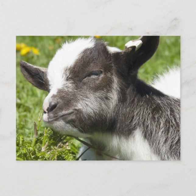 Baby Bagot Goat | Sällsyntets ras Vykort (Framsida)