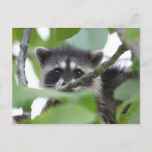 Baby Bandit! Vykort