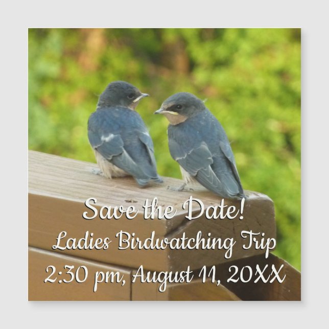 Baby Barn Sväljer livsfågelfoto (Framsida)