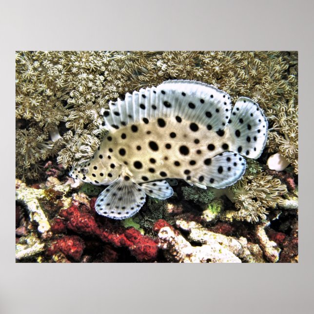 Baby Barramundi Poster (Framsidan)