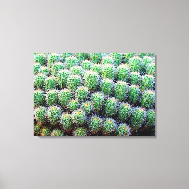 baby barrel cactus inslaget canvas (Framsida)