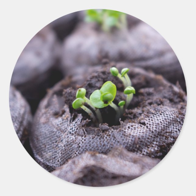 Baby Basil Plant Runt Klistermärke (Framsida)