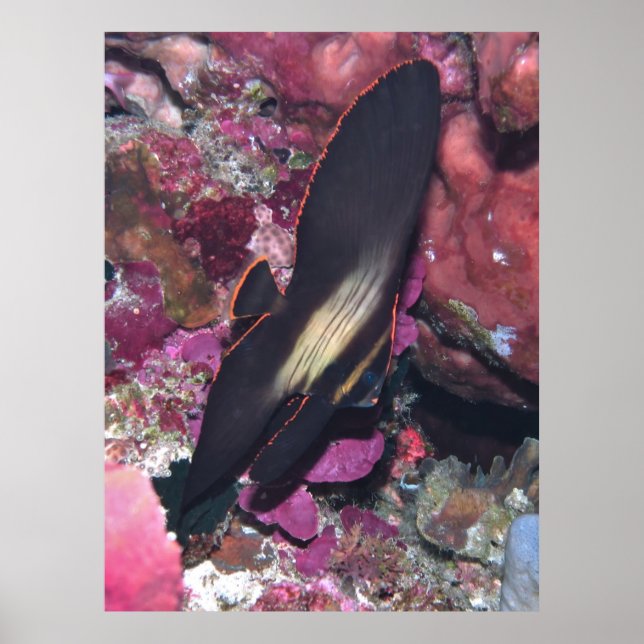 Baby Batfish Poster (Framsidan)