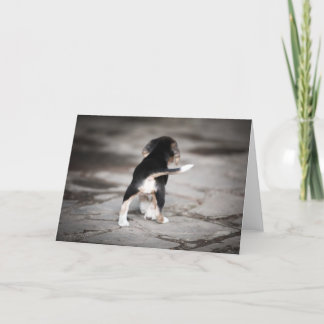Baby Beagle Grund Kort