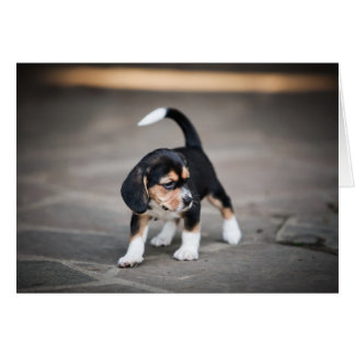Baby Beagle Walking Hälsningskort