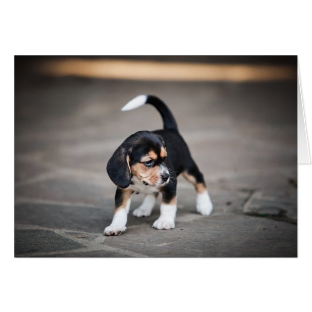 Baby Beagle Walking Hälsningskort (Framsidan Horizontal)