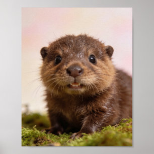 Baby Beaver Nurseries Väggkonsttryck Poster