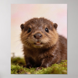 Baby Beaver Nurseries Väggkonsttryck Poster