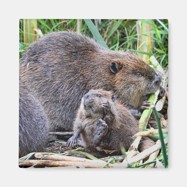 Baby Beaver och Family Photo Magnet (Framsidan)