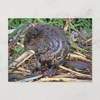Baby Beaver Photo Vykort